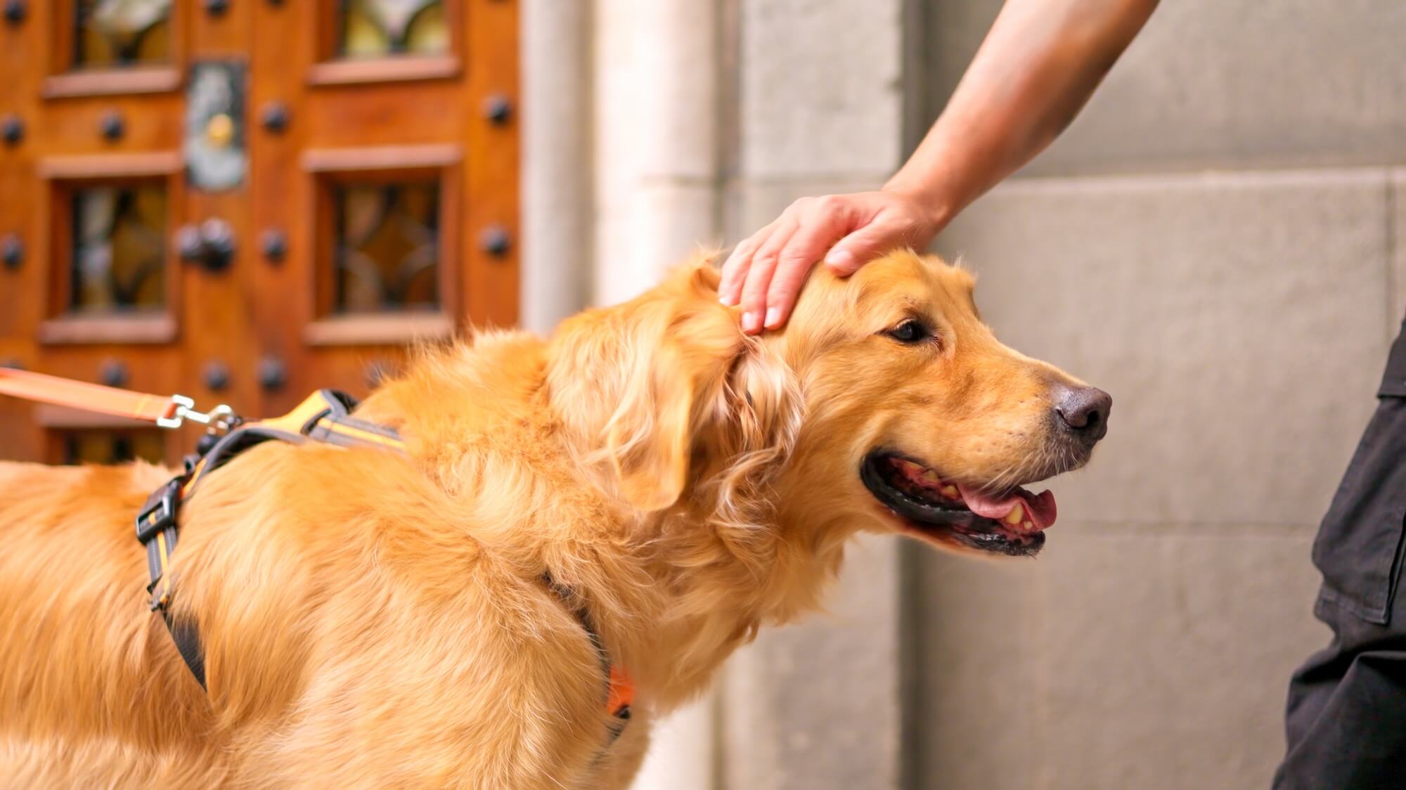 大型犬用のハーネスランキング